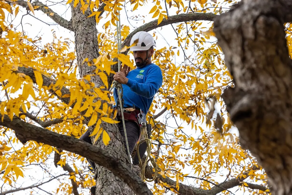 Skilled Tree Transplanting crew working in Smoketown