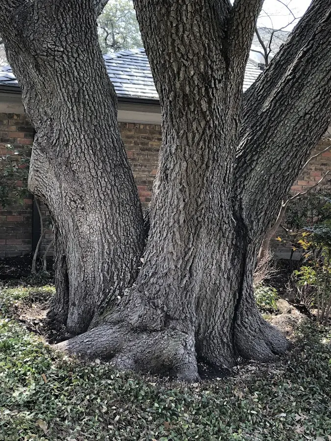 Mature heritage tree close to a Smoketown property cared for by certified arborists